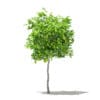 Fruit Trees 3D Models Collection - Volume 105 - Image 3