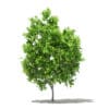 Fruit Trees 3D Models Collection - Volume 105 - Image 5