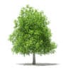 Fruit Trees 3D Models Collection - Volume 105 - Image 9