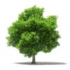 Fruit Trees 3D Models Collection - Volume 105 - Image 10