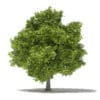 Fruit Trees 3D Models Collection - Volume 105 - Image 11