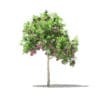 Fruit Trees 3D Models Collection - Volume 105 - Image 13