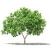 Fruit Trees 3D Models Collection - Volume 105 - Image 14