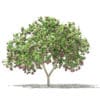 Fruit Trees 3D Models Collection - Volume 105 - Image 15