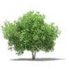 Fruit Trees 3D Models Collection - Volume 105 - Image 16