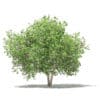 Fruit Trees 3D Models Collection - Volume 105 - Image 17