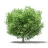 Fruit Trees 3D Models Collection - Volume 105 - Image 18