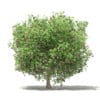 Fruit Trees 3D Models Collection - Volume 105 - Image 19