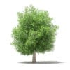 Fruit Trees 3D Models Collection - Volume 105 - Image 20