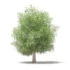 Fruit Trees 3D Models Collection - Volume 105 - Image 21