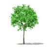 Fruit Trees 3D Models Collection - Volume 105 - Image 22