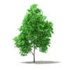 Fruit Trees 3D Models Collection - Volume 105 - Image 24