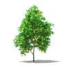Fruit Trees 3D Models Collection - Volume 105 - Image 25