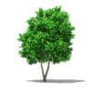 Fruit Trees 3D Models Collection - Volume 105 - Image 26