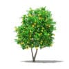 Fruit Trees 3D Models Collection - Volume 105 - Image 27