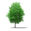 Fruit Trees 3D Models Collection - Volume 105 - Image 28