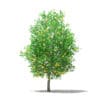 Fruit Trees 3D Models Collection - Volume 105 - Image 29