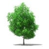 Fruit Trees 3D Models Collection - Volume 105 - Image 30