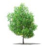 Fruit Trees 3D Models Collection - Volume 105 - Image 31