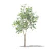 Fruit Trees 3D Models Collection - Volume 105 - Image 33