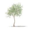 Fruit Trees 3D Models Collection - Volume 105 - Image 35