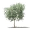 Fruit Trees 3D Models Collection - Volume 105 - Image 36