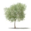 Fruit Trees 3D Models Collection - Volume 105 - Image 37