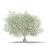 Fruit Trees 3D Models Collection - Volume 105 - Image 39