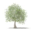 Fruit Trees 3D Models Collection - Volume 105 - Image 41