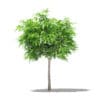 Fruit Trees 3D Models Collection - Volume 105 - Image 42