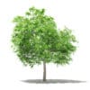 Fruit Trees 3D Models Collection - Volume 105 - Image 44