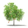Fruit Trees 3D Models Collection - Volume 105 - Image 45