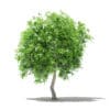 Fruit Trees 3D Models Collection - Volume 105 - Image 46