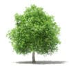 Fruit Trees 3D Models Collection - Volume 105 - Image 48