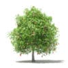 Fruit Trees 3D Models Collection - Volume 105 - Image 49