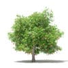 Fruit Trees 3D Models Collection - Volume 105 - Image 51