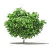 Fruit Trees 3D Models Collection - Volume 105 - Image 52