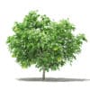 Fruit Trees 3D Models Collection - Volume 105 - Image 53