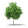 Fruit Trees 3D Models Collection - Volume 105 - Image 54