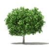Fruit Trees 3D Models Collection - Volume 105 - Image 56