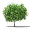 Fruit Trees 3D Models Collection - Volume 105 - Image 57