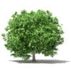 Fruit Trees 3D Models Collection - Volume 105 - Image 58