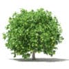 Fruit Trees 3D Models Collection - Volume 105 - Image 59