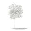 Avocado Tree with Fruits 3D Model 1.5m (10502) - Image 2