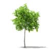 Avocado Tree with Fruits 3D Model 1.5m (10502) - Image 3