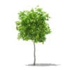 Avocado Tree with Fruits 3D Model 1.5m (10502) - Image 5