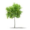 Avocado Tree with Fruits 3D Model 1.5m (10502) - Image 7