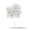 Avocado Tree with Fruits 3D Model 1.5m (10502) - Image 8
