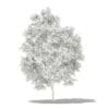 Avocado Tree 3D Model 2.9m (10503) - Image 2