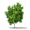 Avocado Tree 3D Model 2.9m (10503) - Image 3